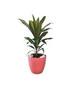 Image of "Cordyline Harlequin – 45cm Plant in Plastic Pot" from TheScout Marketplace