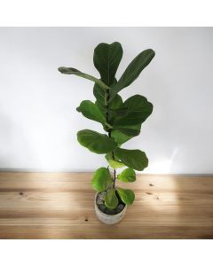 نبات التين الغيتاري (Ficus Lyrata) في وعاء خرساني متوفر في ذا سكاوت - عمّان، الأردن
