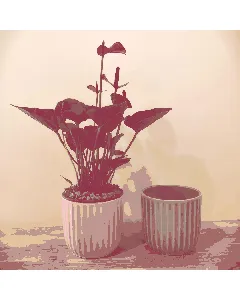 Anthurium Laceleaf (Purple) Plant - Ceramic Pot (35 cm) - Pink available at The Scout - Amman